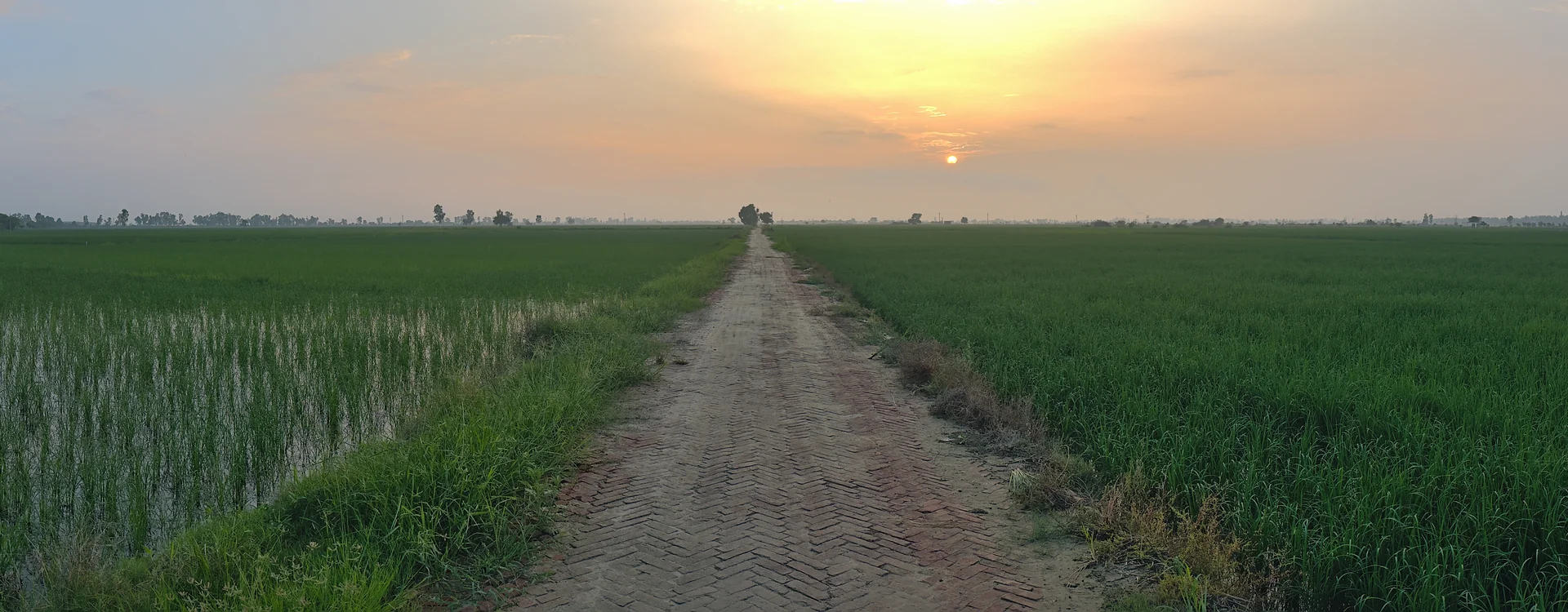 A tree-lined road through paddy fields in rural Haryana — representative photograph for the Surajgarh Farms picnic spot page
