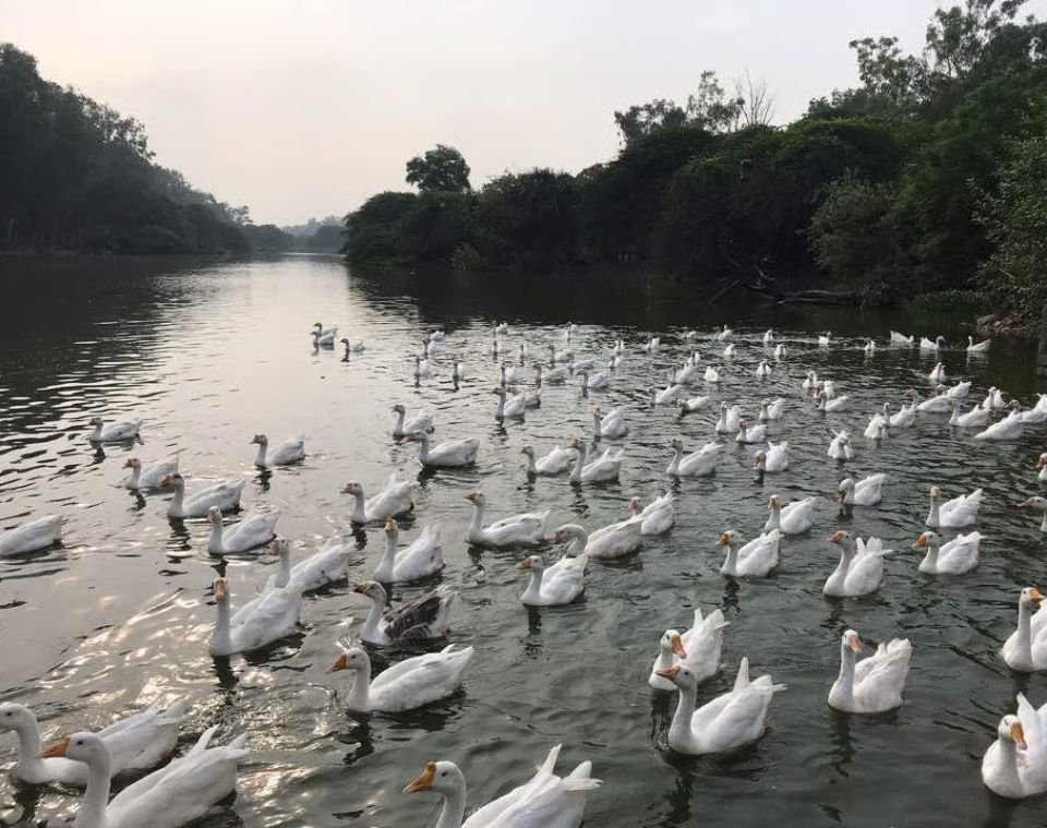 Sanjay Lake and surrounding parkland in Mayur Vihar, East Delhi
