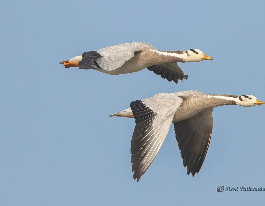 Bar-headed geese in flight showing their black and white head markings