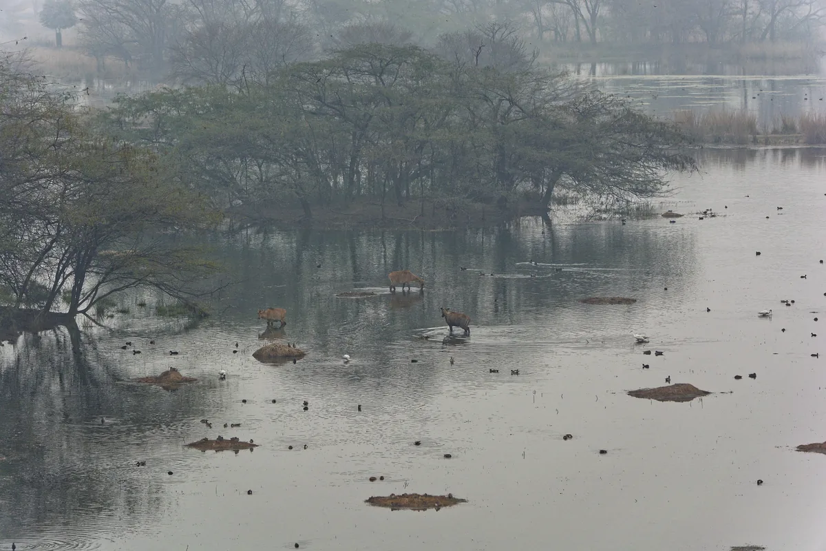 Open water and reed beds of the Sultanpur wetland with waterbirds on the surface