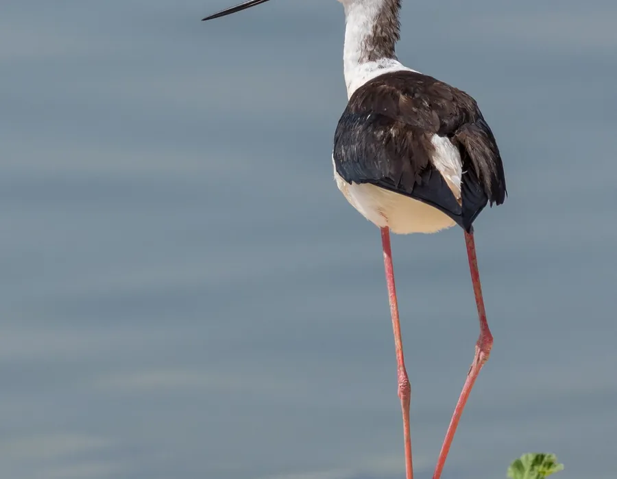 Black-winged stilt wading on long pink legs in shallow wetland water