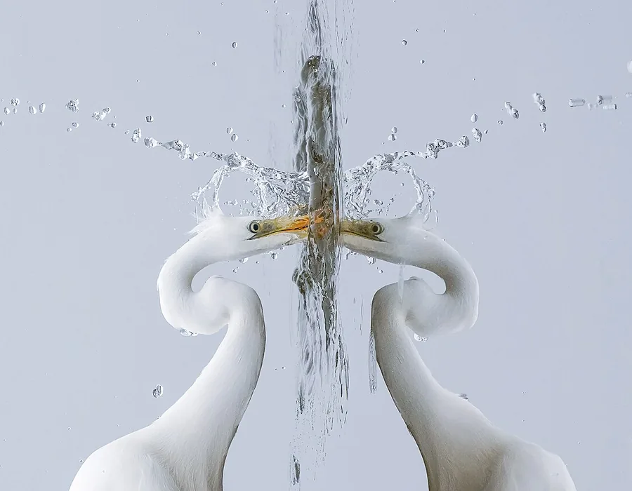 Great egret standing in misty shallow water hunting for fish