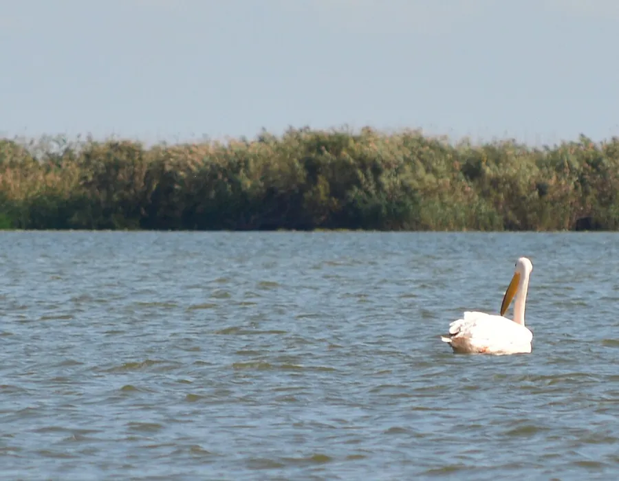 Great white pelican swimming on open water near reed beds