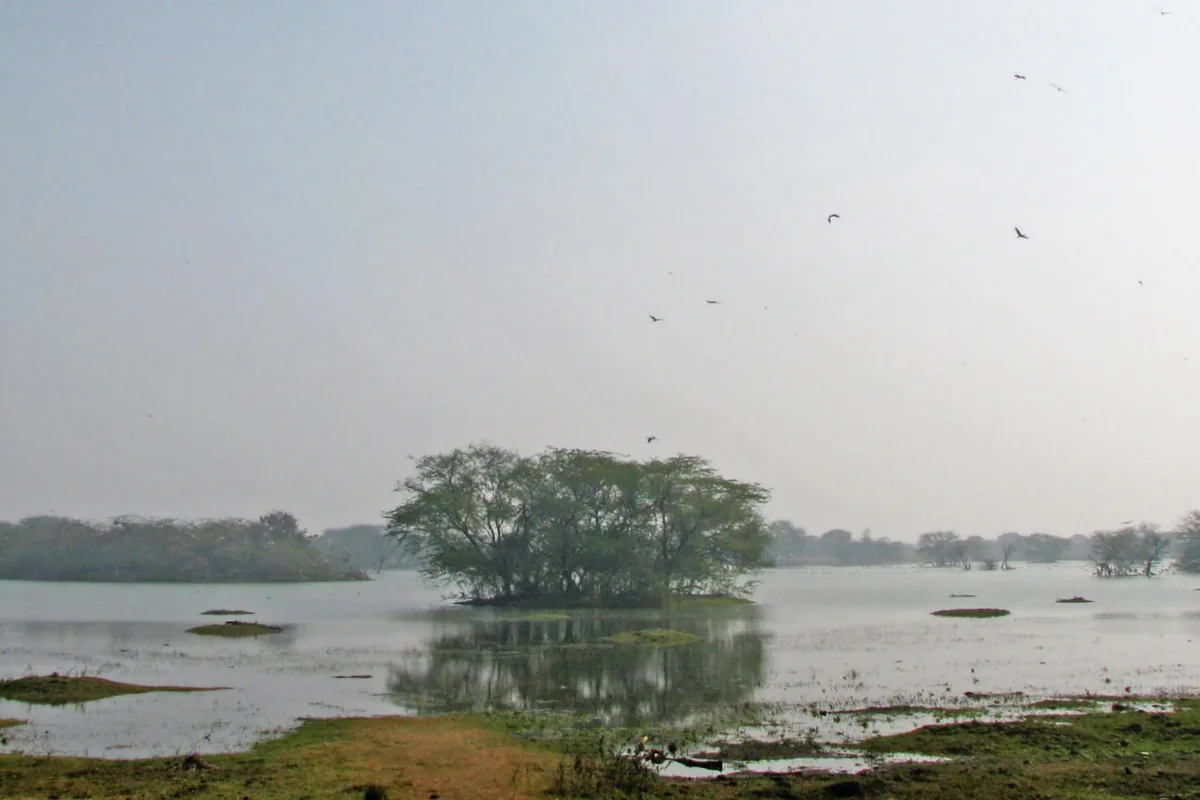 Wetland expanse at Sultanpur National Park with birds on the water