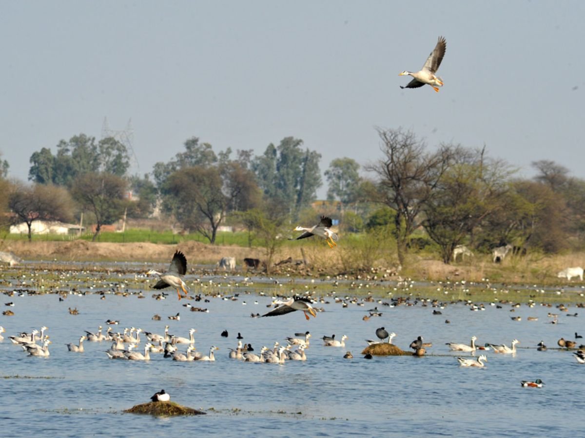 Sultanpur National Park near Manesar
