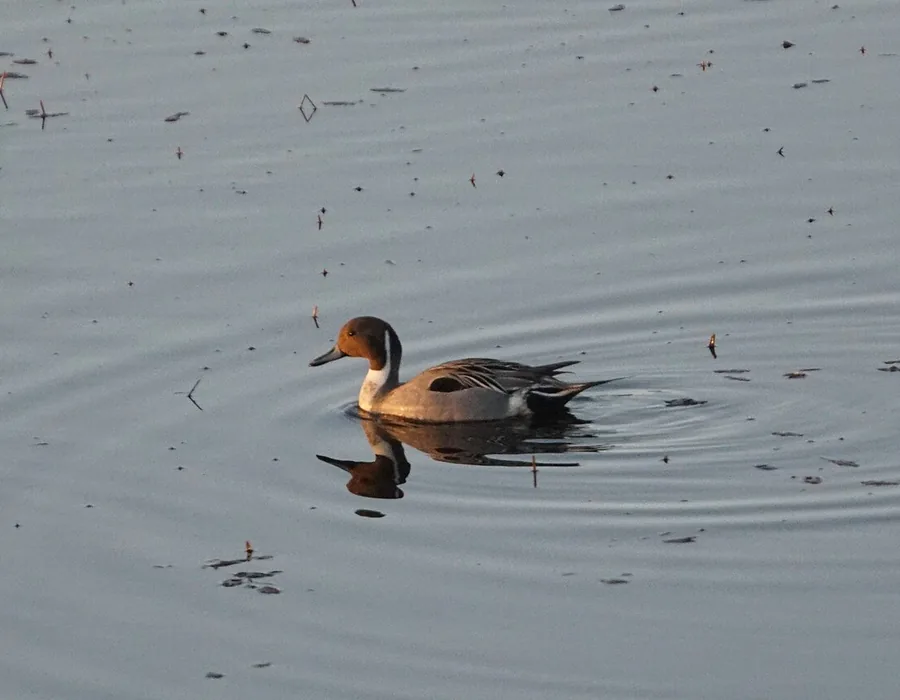 Male northern pintail duck with a long pointed tail on open water
