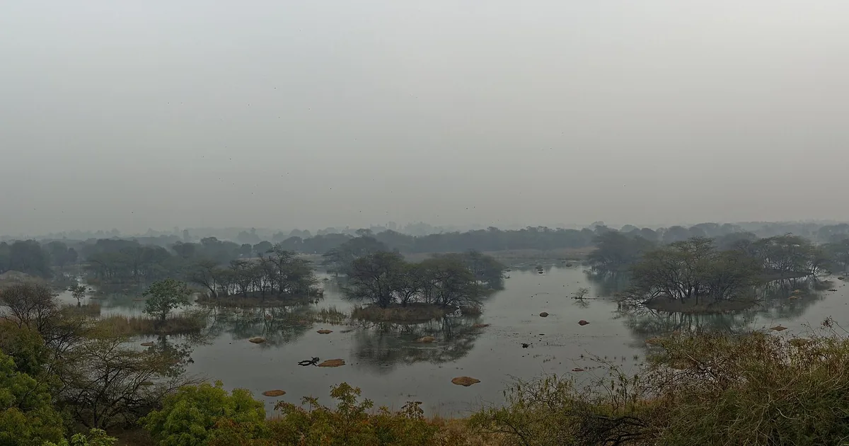 Sultanpur Bird Sanctuary in Gurugram