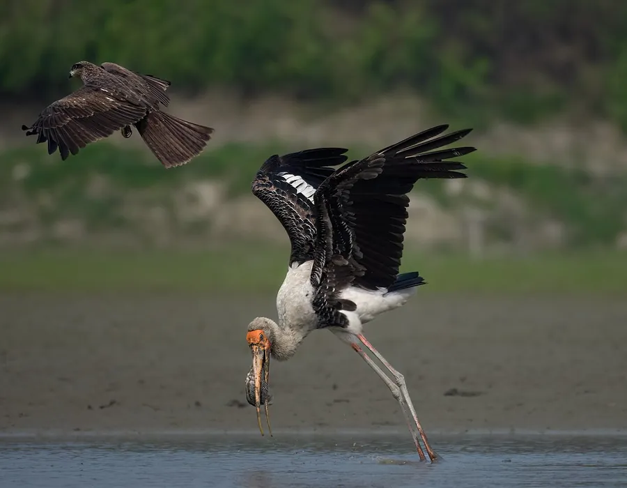 Painted stork in flight, showing its black and white flight feathers