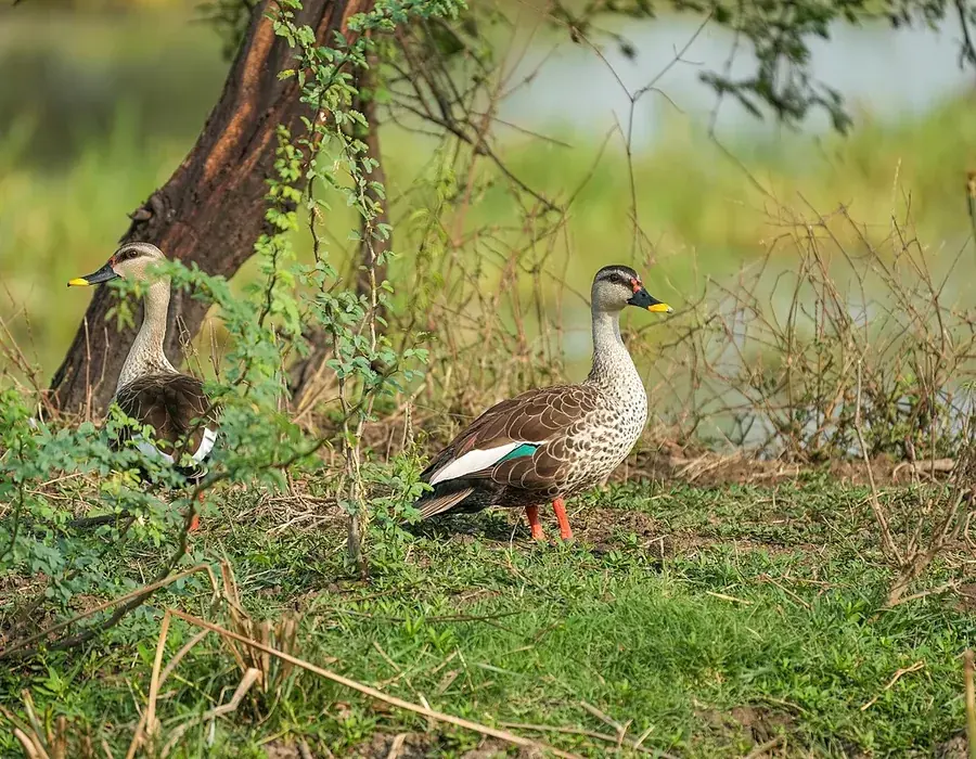 Indian spot-billed duck swimming with its red bill spot visible