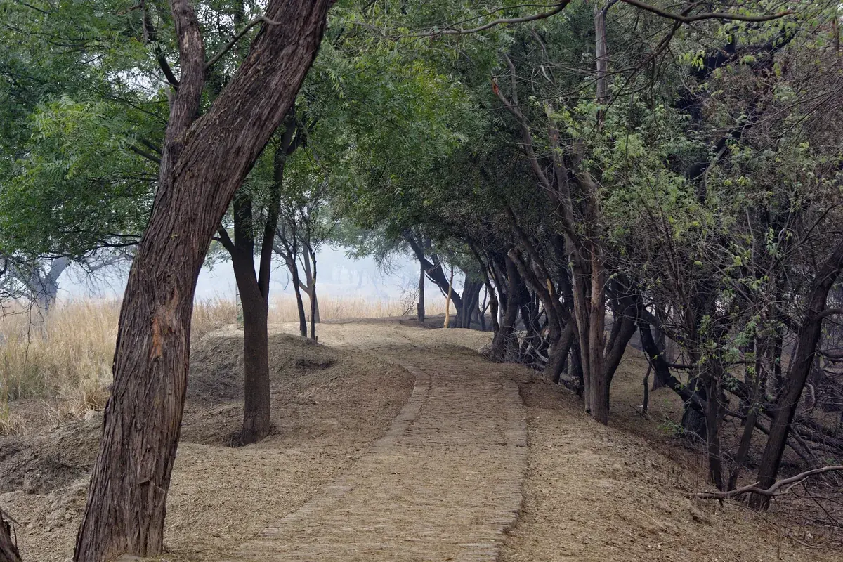 Walking path lined with trees at Sultanpur National Park, suitable for a family nature walk