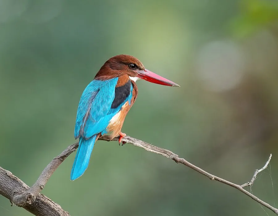 White-throated kingfisher perched on a branch with a blue-green back
