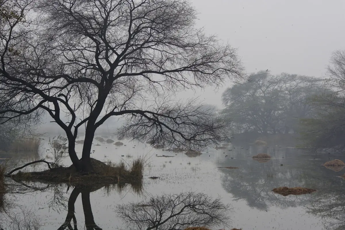 Misty winter morning over the Sultanpur National Park wetland