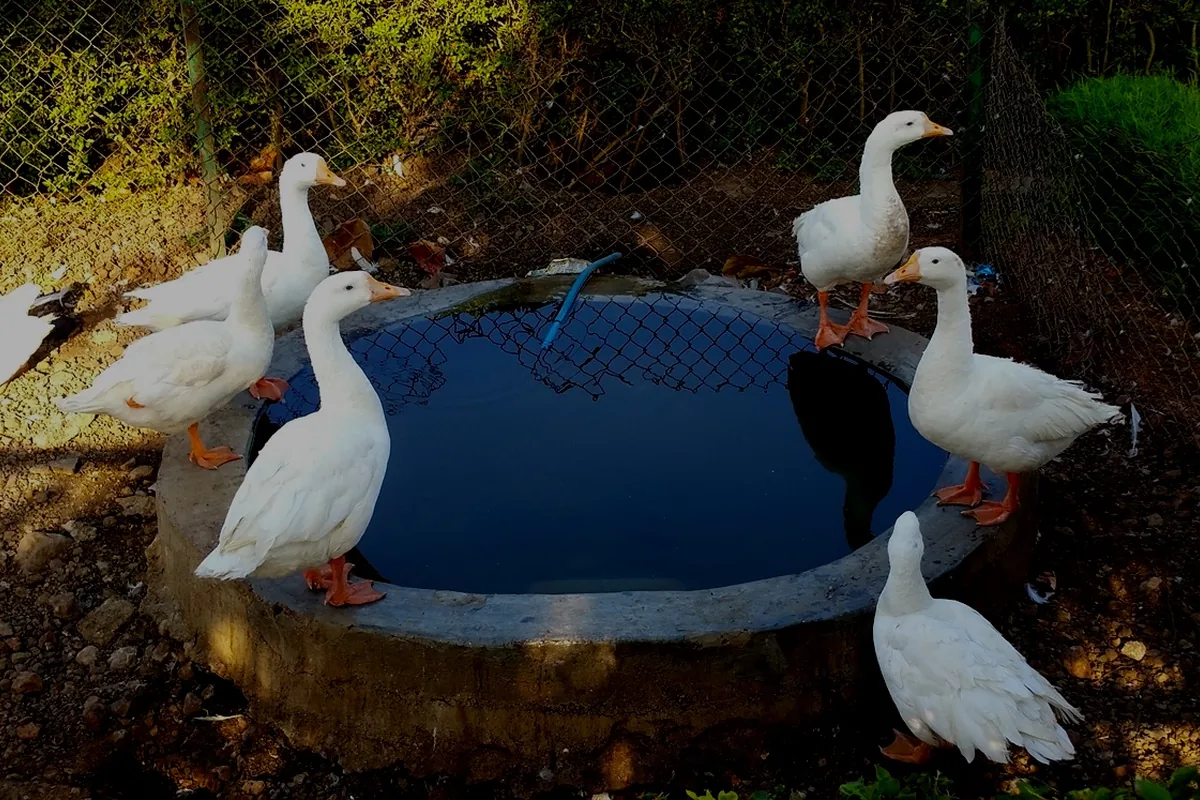 Duck pond encounter for children at the safari area of Wildvadi Theme Park